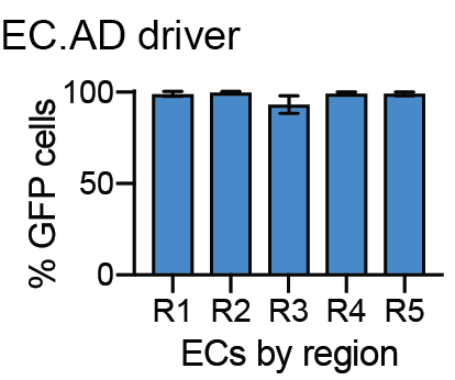 Graph displaying number of ECs expressing GFP by region when EC.AD was crossed to PM.DBD